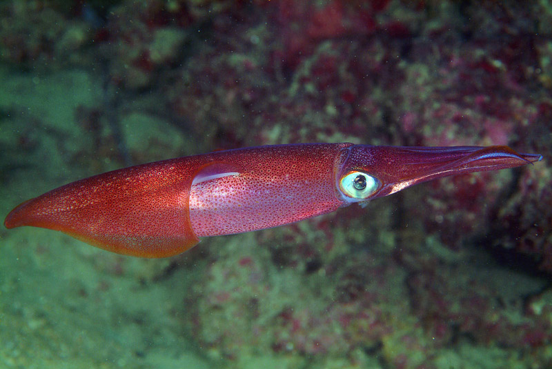 Loligo vulgaris